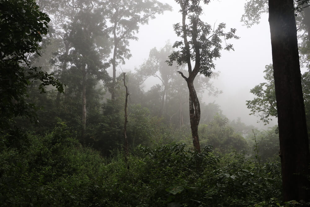 Bhadra Wildlife Sanctuary