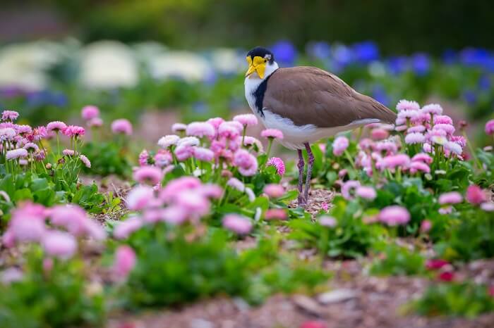 City Botanic Gardens Brisbane