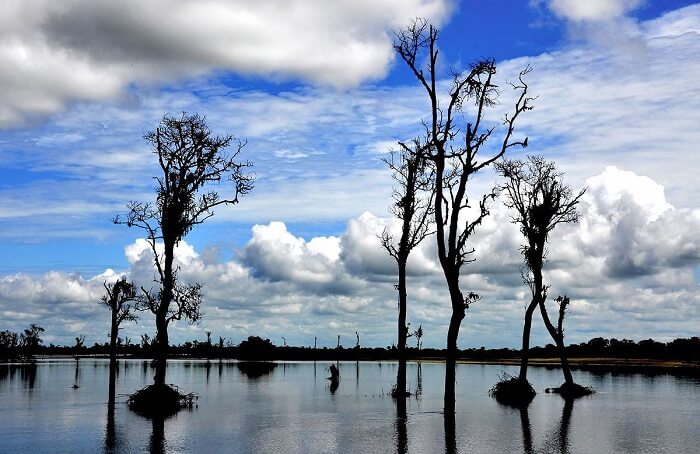 Dibru Saikhowa National Park assam flora