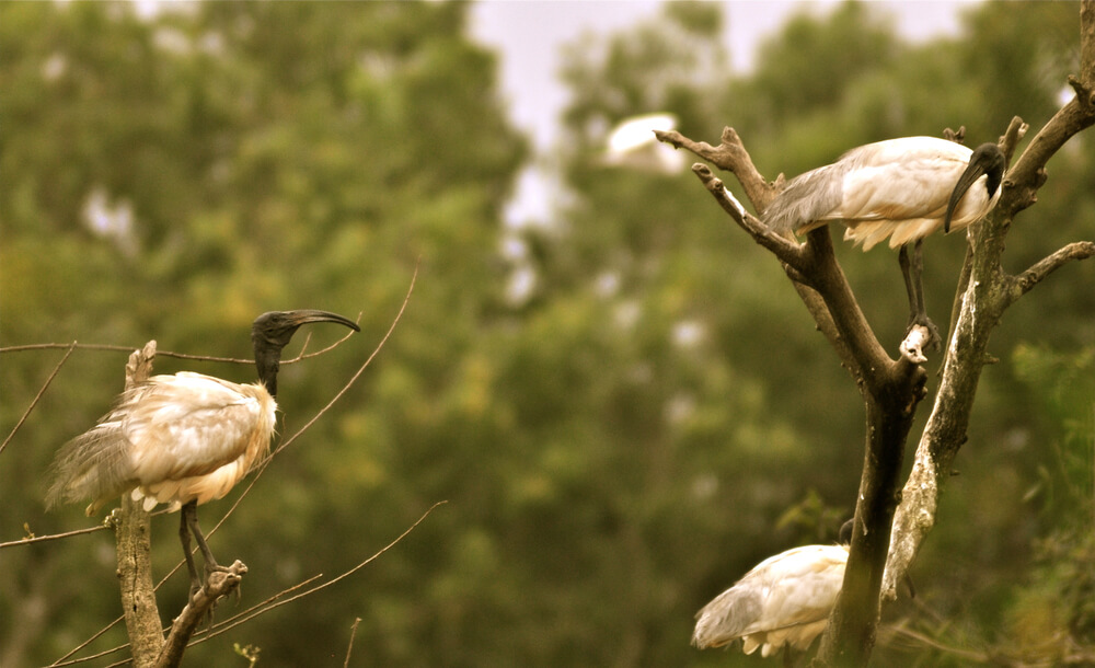 Gudavi Bird Sanctuary