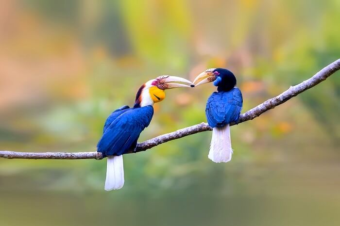 Kaziranga National Park assam wreathed hornbill