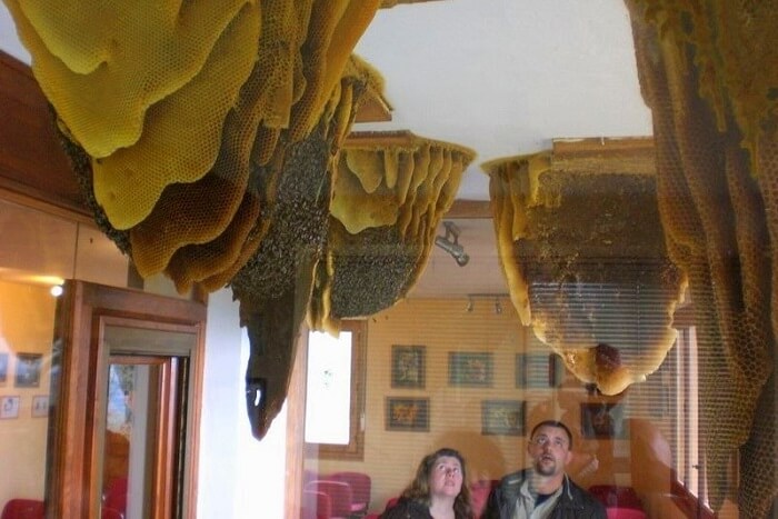 Learn to extract honey at the Honey and Bee Museum ooty