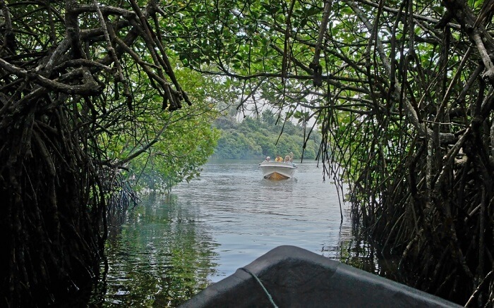 Madu Ganga River Safari shutterstock_1011331507 ss30042018
