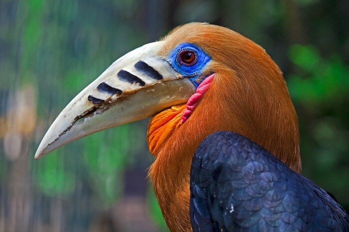 Nameri National Park assam Rufous necked hornbill