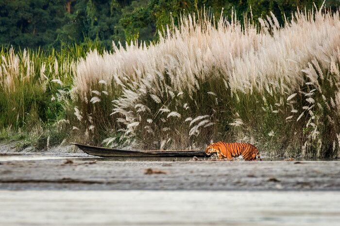 Orang National Park assam