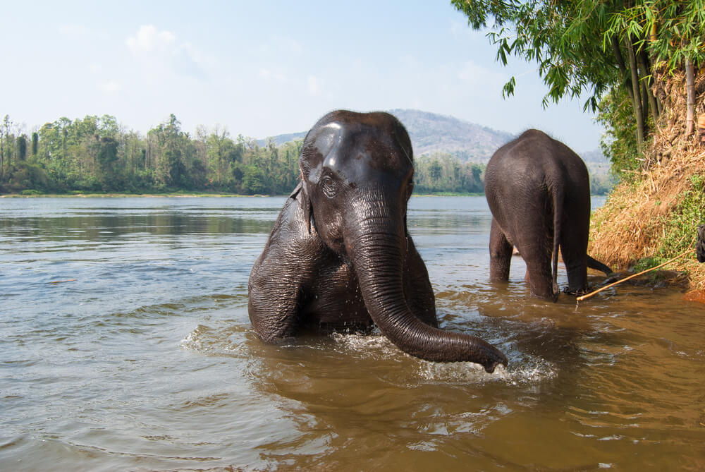 elephants in water
