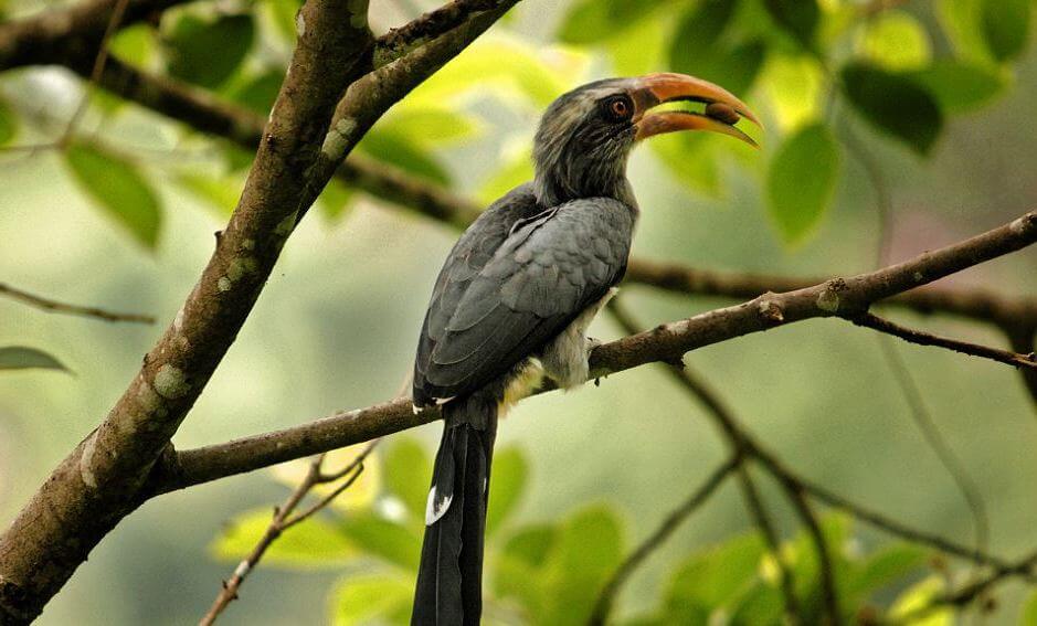 Thattekkad Bird Sanctuary kb6592