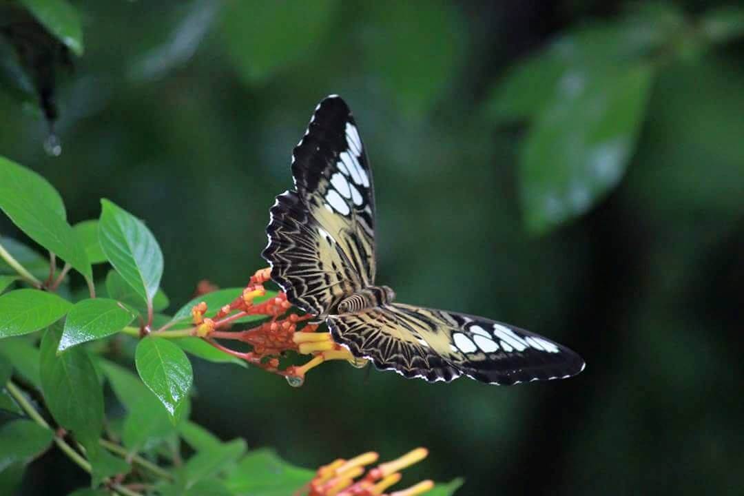 a butterfly in a national park