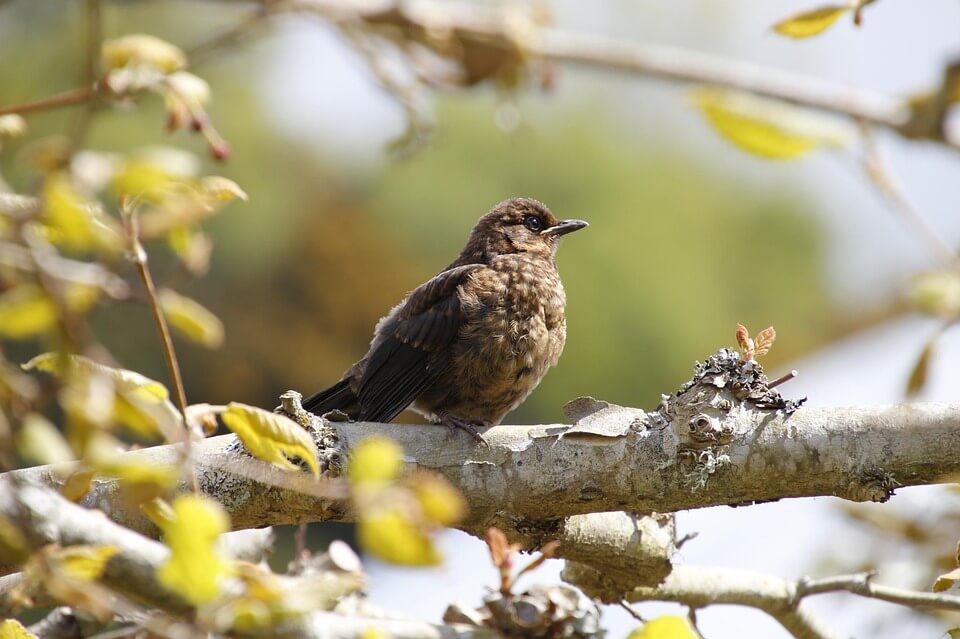 a bird on a branch of a tree