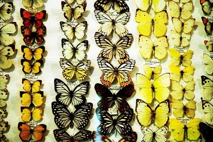 butterfly research centre bhimtal