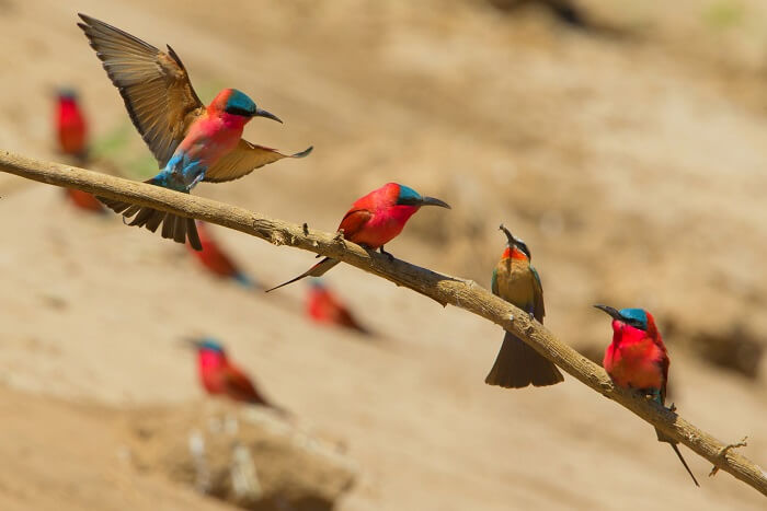 carmine bee eaters Manas National Park assam