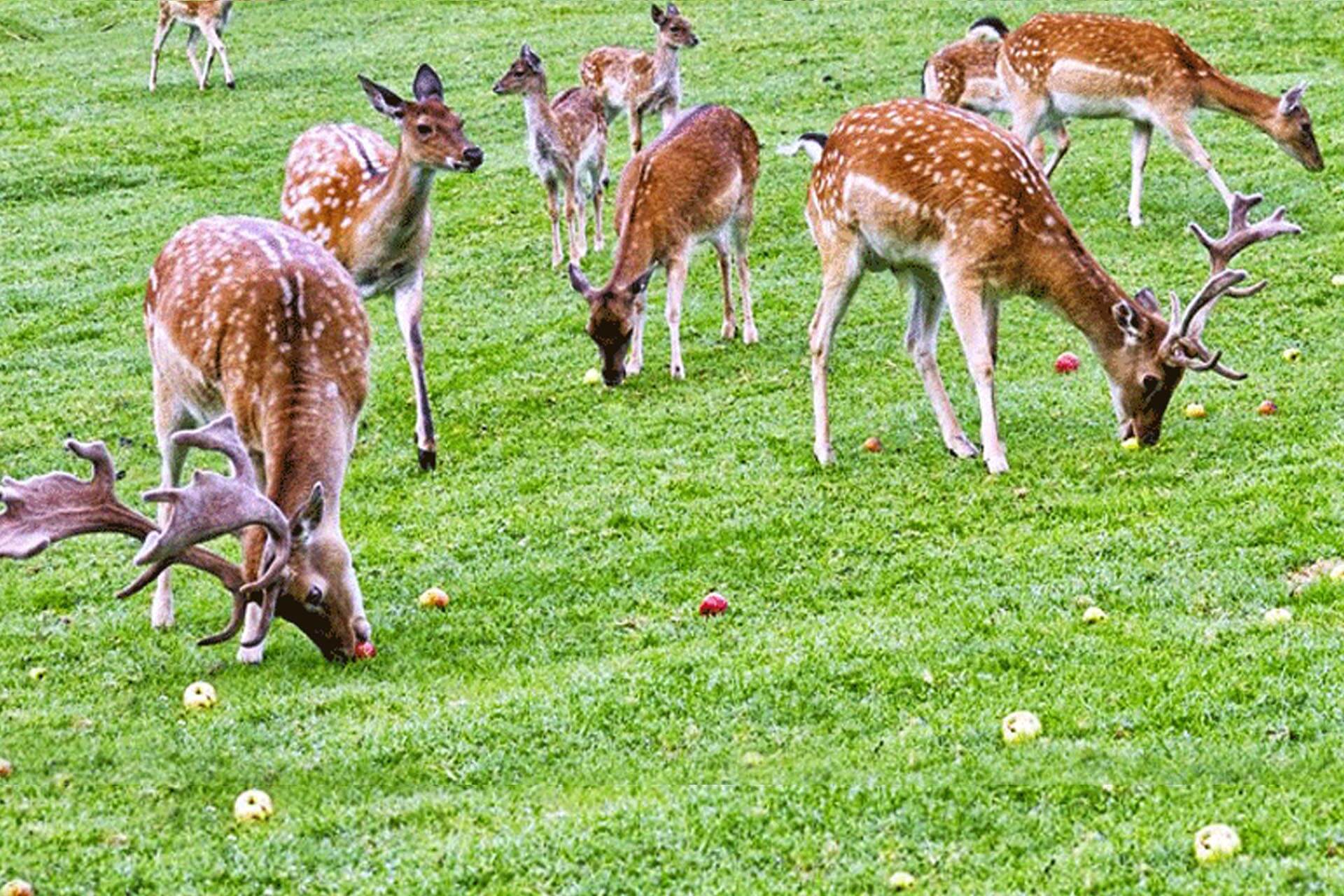 deer grazing on an extensive grass filed