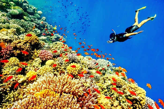 Snorkeling in Maldives Nature Park