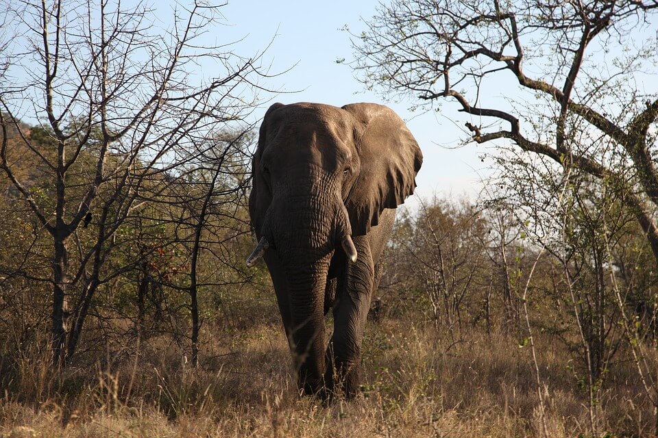 an elephant in a jungle