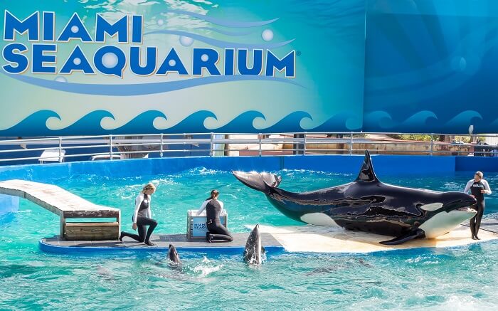 Don’t miss out to visit The Miami Seaquarium