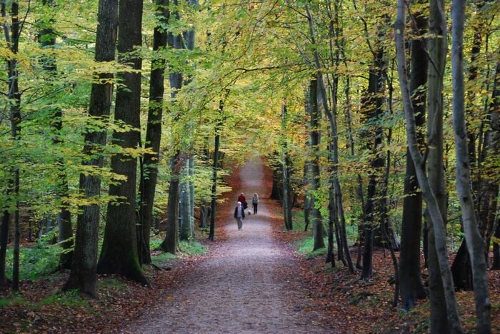 Explore the Woods on Wheels near Brussels