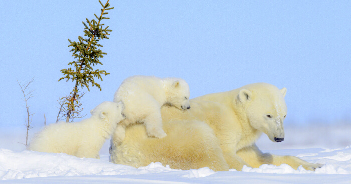polar bear family in Wapusk National Park