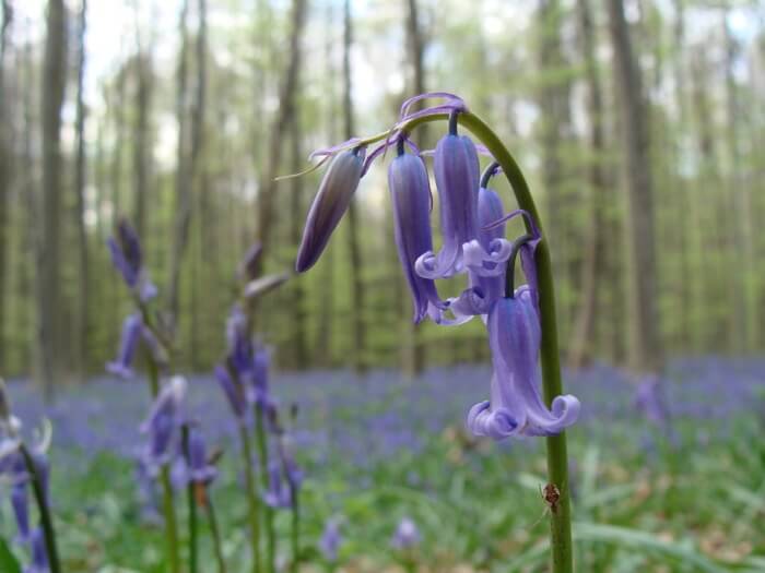Get awestruck by the Bluebells at the Hallerbos