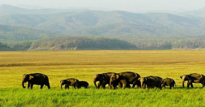 Manas National Park: A Handy Guide For Travelers To Visit In 2023