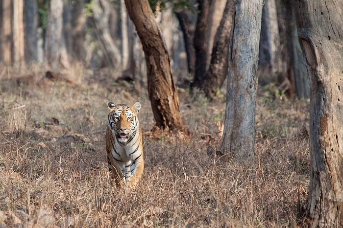 Maya Tiger of Tadoba