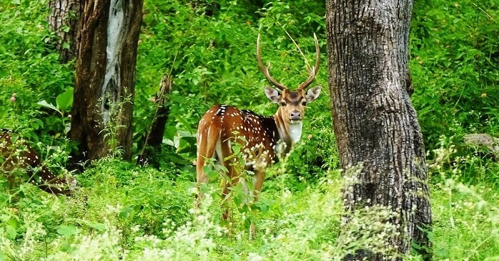 8 Best National Parks In Karnataka For Your Thrilling Vacay In 2023!