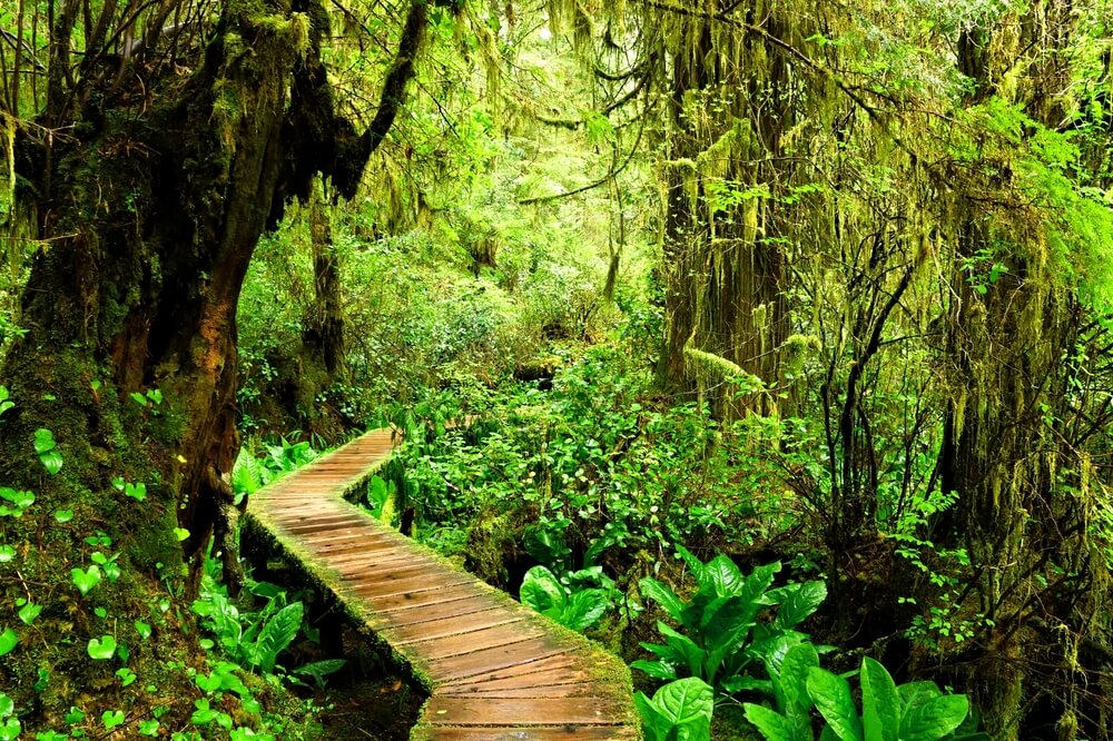 a wooden bridge amid Pacific Rim National Park