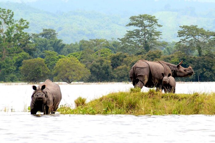 one horned rhinos