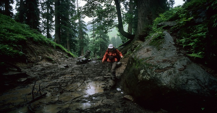 A trekker walking in forest in Shillong