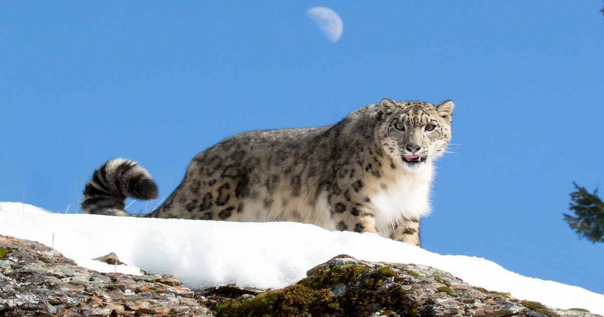 Head To Pin Valley National Park In Spiti: The Snow Leopard's Famed Habitat