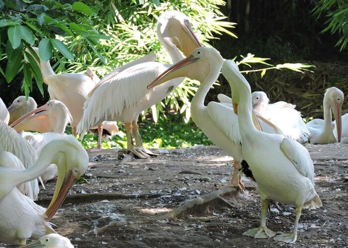 assam state zoo
