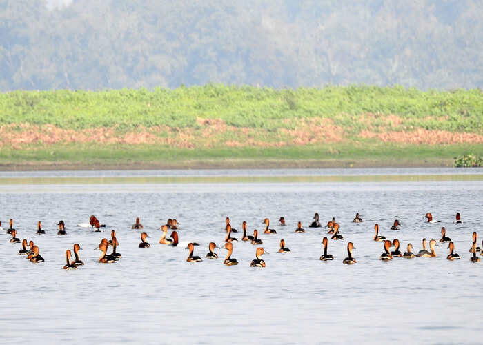 deepor beel
