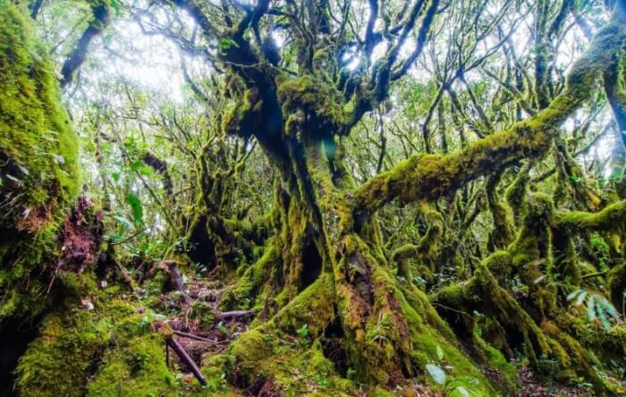 Mossy Forest in Cameron Highlands