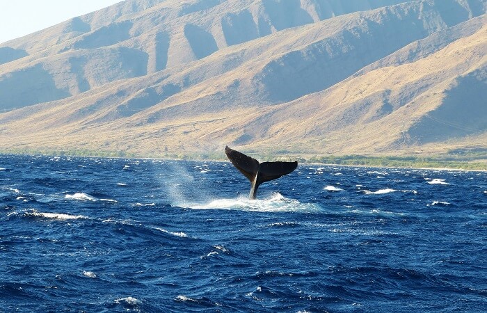 Humpback Whale-Watching On Maui