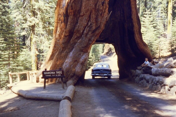 Mariposa Grove At Yosemite