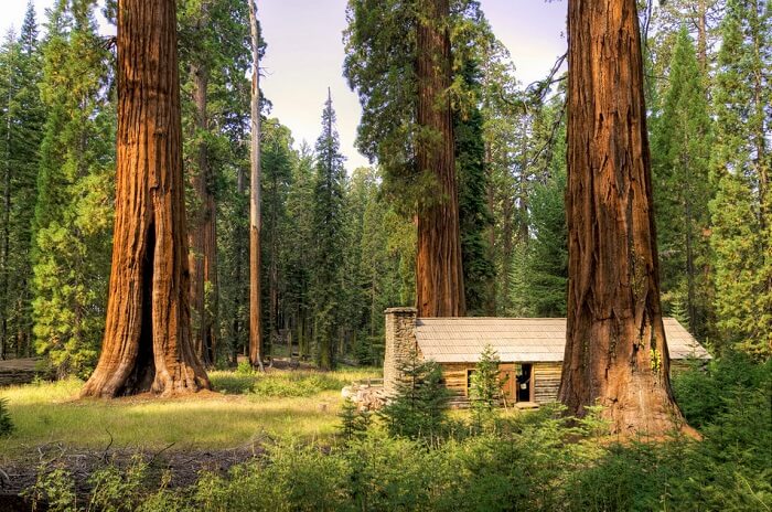 Mariposa Grove At Yosemite