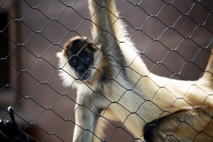 Honolulu Twilight Zoo Tours