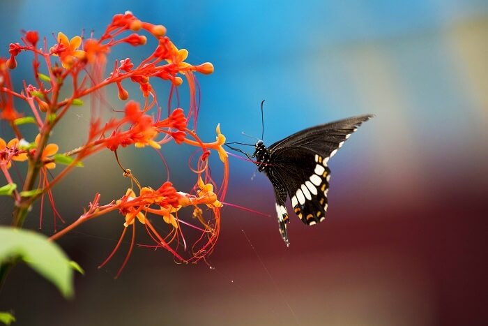 Sammilan Shetty’s Butterfly Park