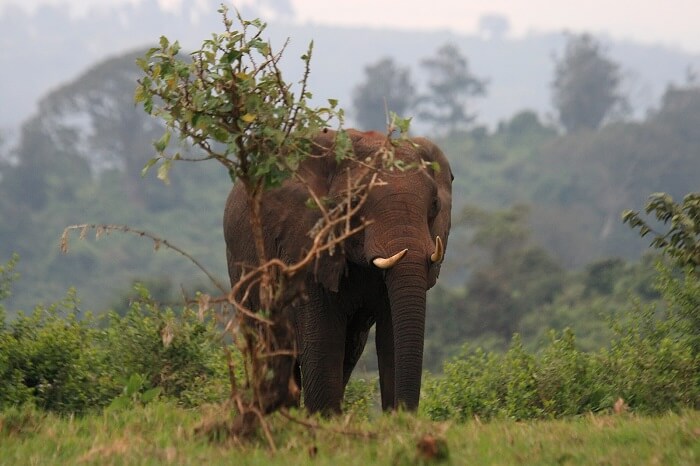 African_elephant_in_Aberdare_NP