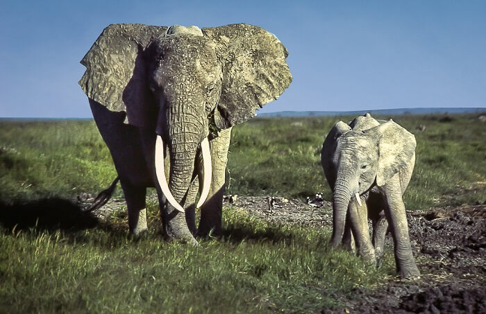 Amboseli National Park