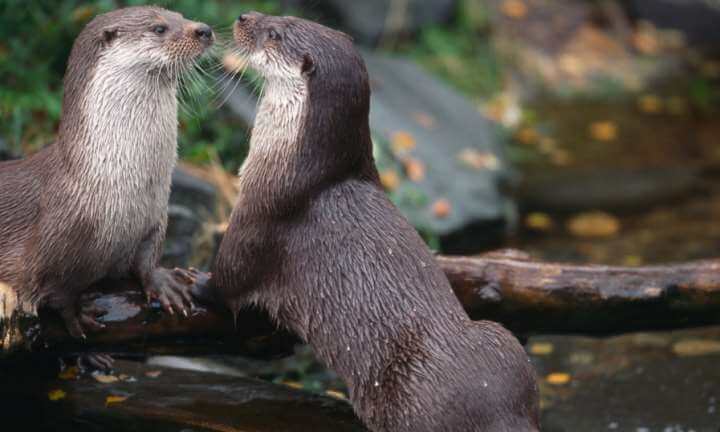 Dumfries & Galloway Wild Spring Festival