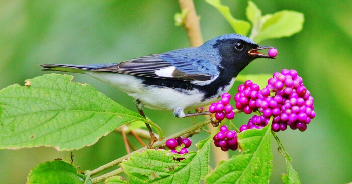 a bird eating fruits from a plant