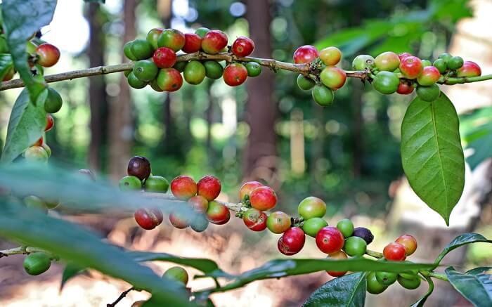 Fresh green and red coffee in a garden