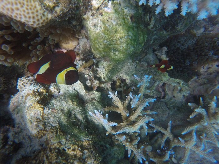 Coral Reef