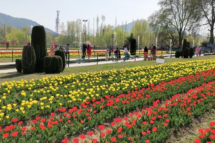 Tulip Garden