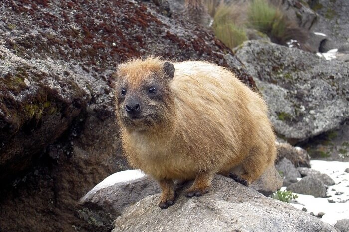 Mount Kenya National Park