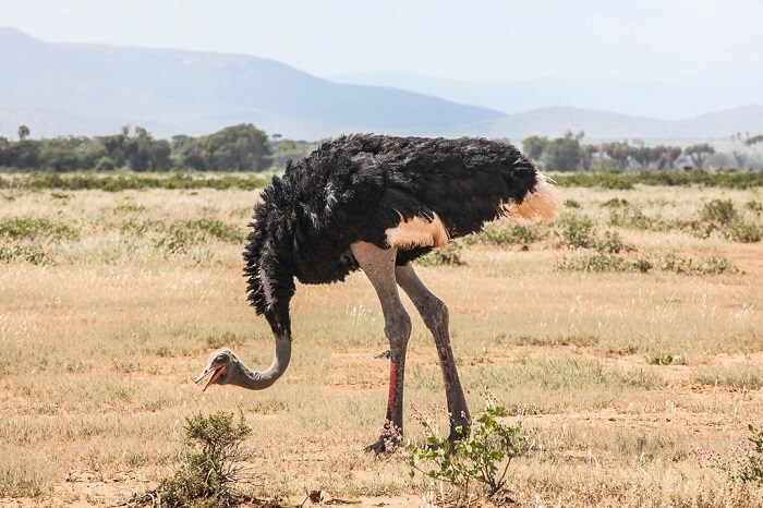 Samburu National Park
