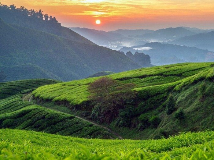 Cameron highlands weather