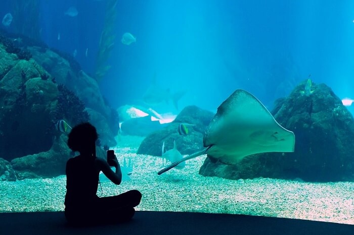 The Lisbon Oceanarium