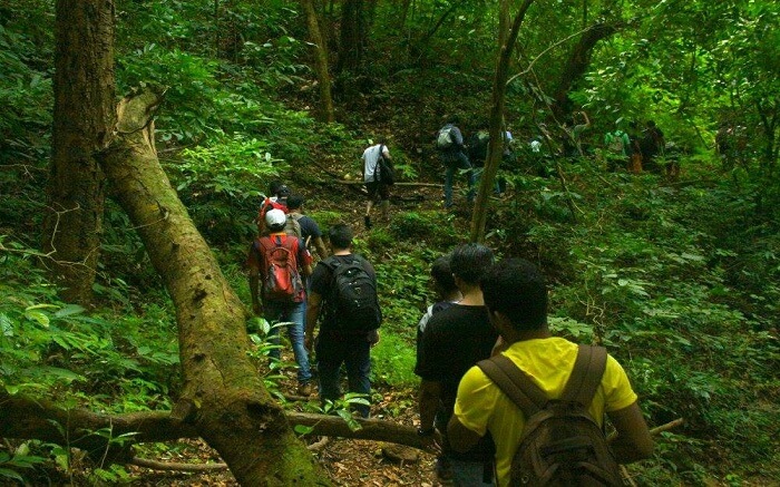 Tourists trekking through a jungle in Kerala