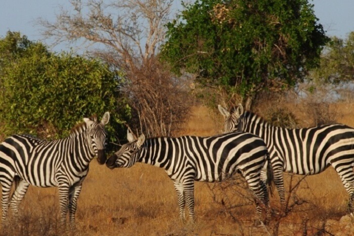 Tsavo National Park
